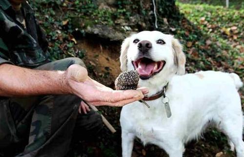 松露昂贵,松露价格大概是多少