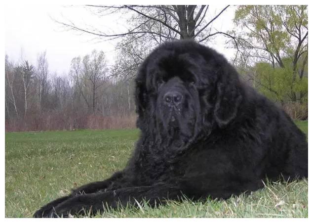 狗狗品种大全及介绍,狗狗品种大全带你走进狗狗的世界