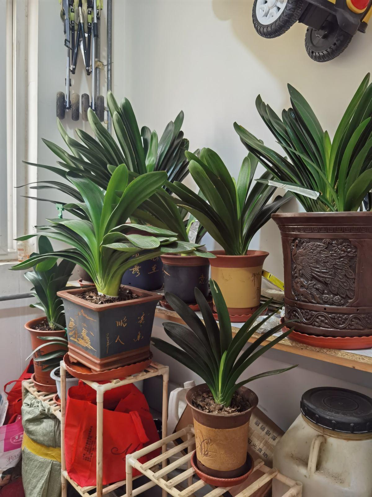 家庭养君子兰的正确方法和技巧,怎样养好君子兰才能长得快