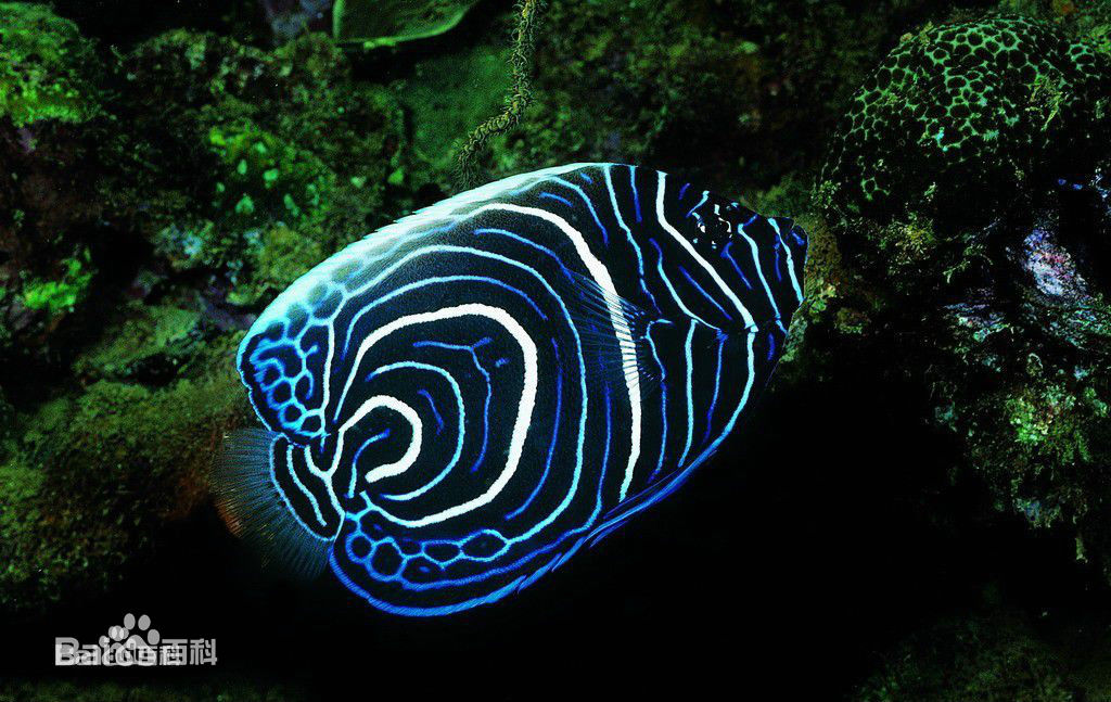 观赏鱼成吉思汗鲨鱼,大型红尾鲶招财猫