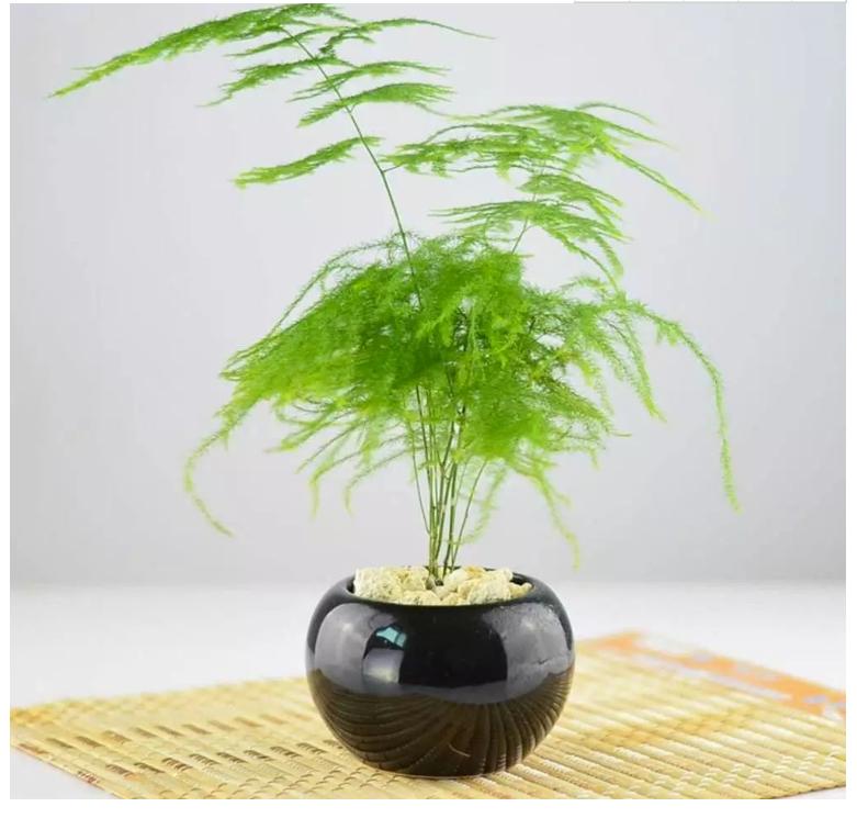 网购的植物好看又好养活的有哪些,网上买什么植物好看好养