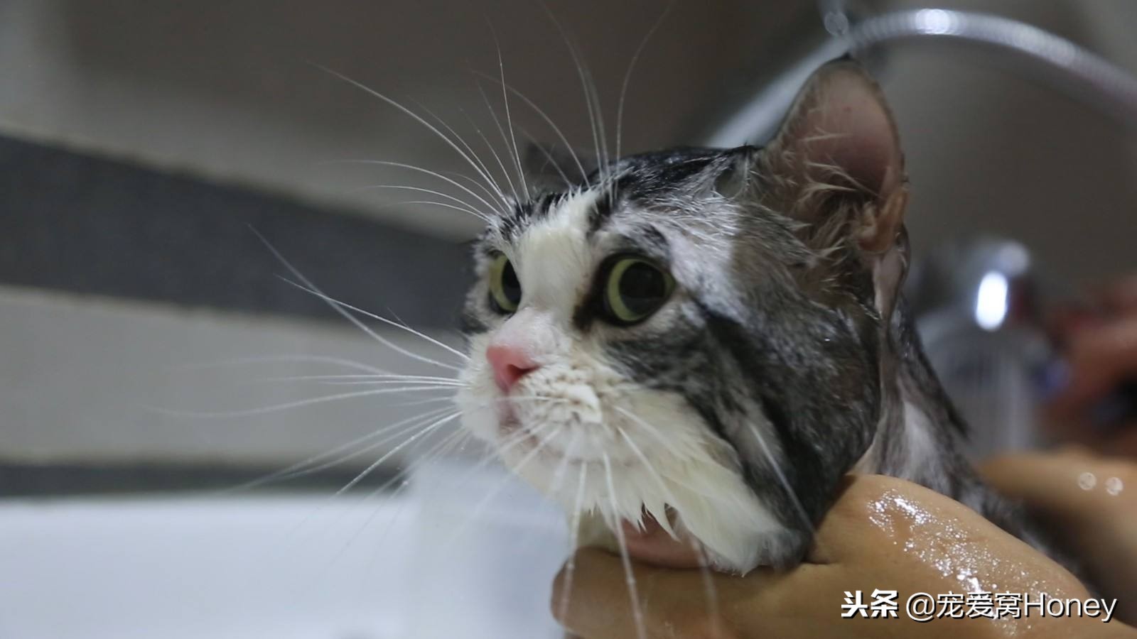 三种适合猫咪的洗浴方式，用过后不用担心它不爱洗澡了