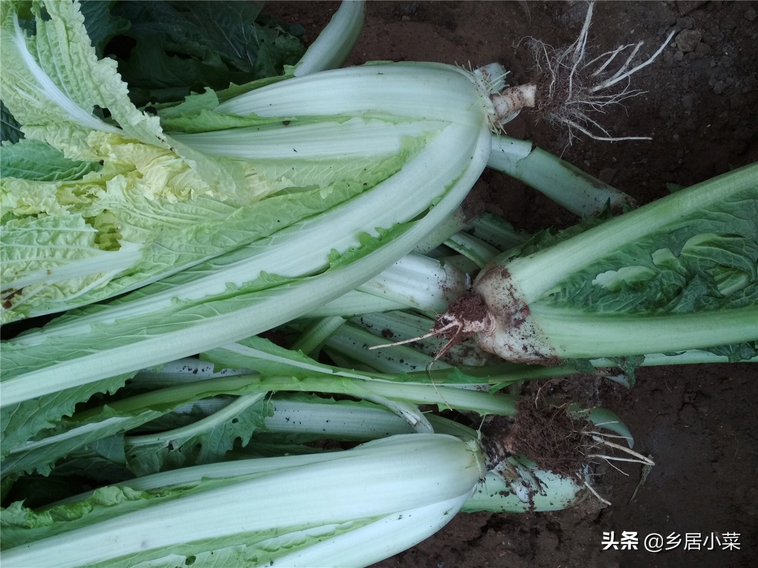 天暖和飞虫,天冷蚜虫能冻死吗