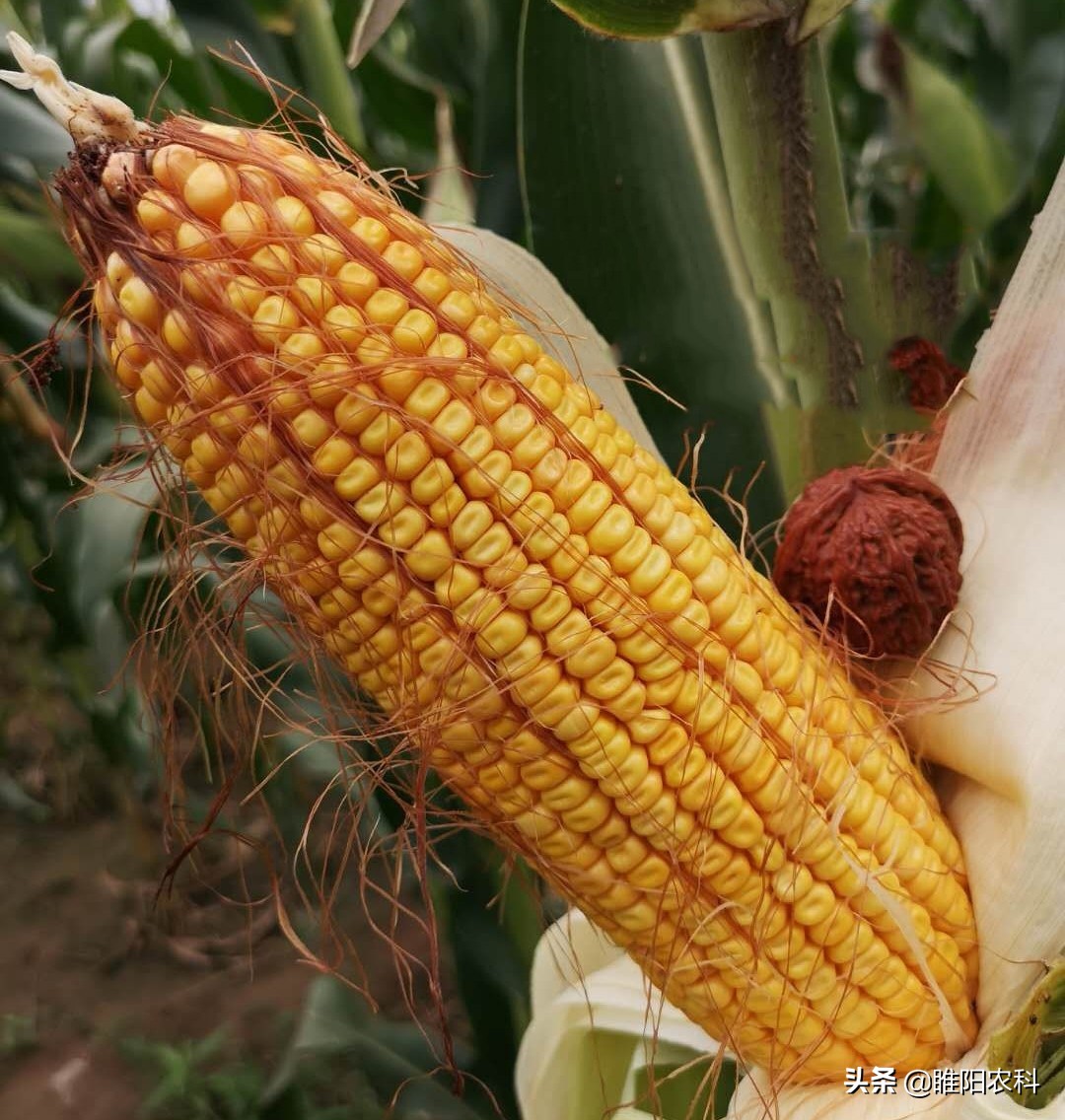 十大高产玉米品种介绍,最新最高产的玉米品种是哪一种