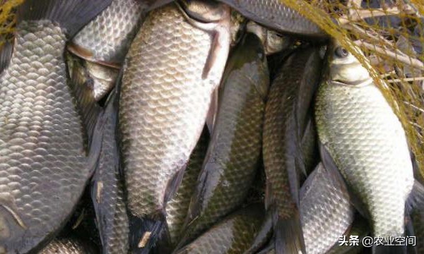 淡水鱼再加工能做什么,淡水鱼养殖项目有哪些