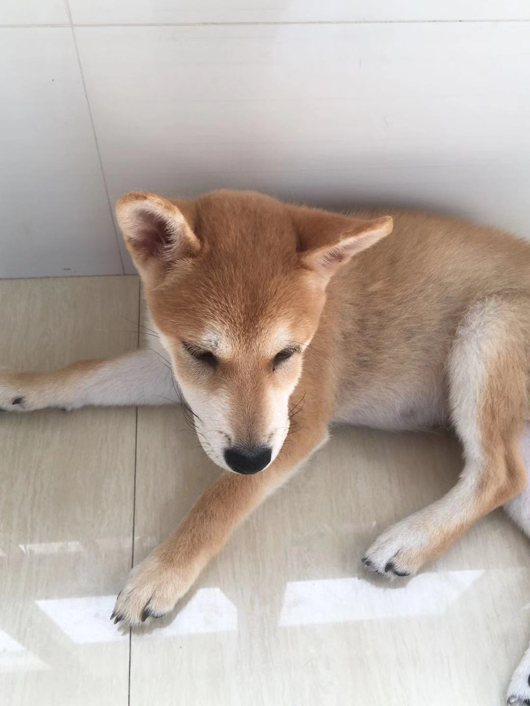 柴犬掉毛是什么原因,柴犬掉毛很严重是为什么