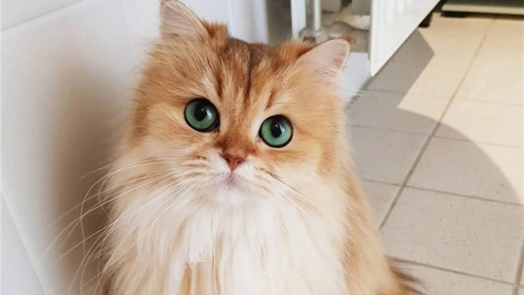 怎样给长毛猫咪洗澡能把毛洗柔顺,猫咪掉毛最好的方法