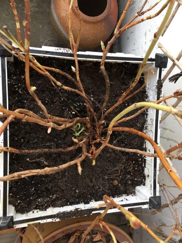 5种花随便养都能活,5种花叶子不能喷水一喷就全烂了