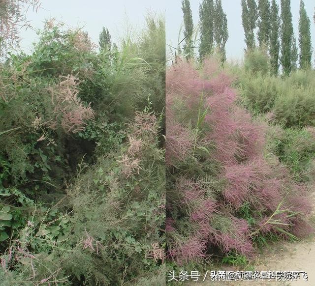 盐碱地的成因与改良,盐碱地种水稻如何改良盐碱地