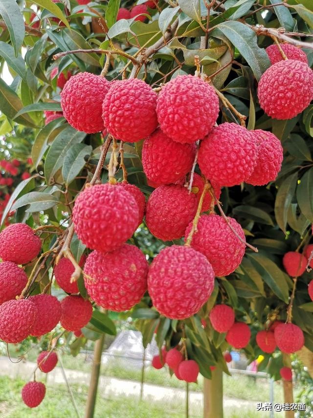 中国荔枝之乡是广西灵山还是广东,广西钦州灵山县是中国荔枝之乡吗