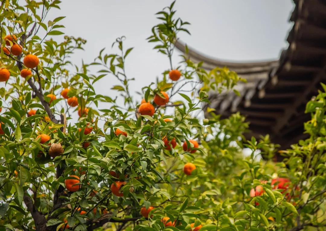 南京腊梅最佳观赏时间,南京赏梅花景点推荐