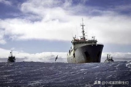 渔民常见捕获海鲜以及价格,野捕海鲜