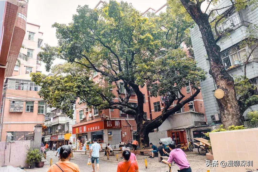 深圳空气中氡含量全国第一,深圳市负氧离子大概是多少