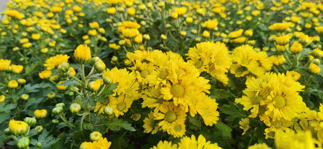 广州花海最新视频,广州花海大片蔚为壮观