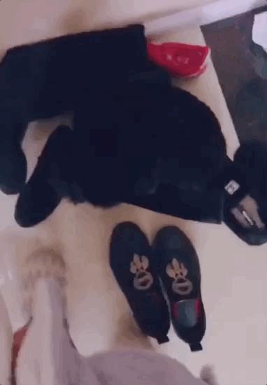 养狗真实感受图片,养狗黑的好还是黄色的好