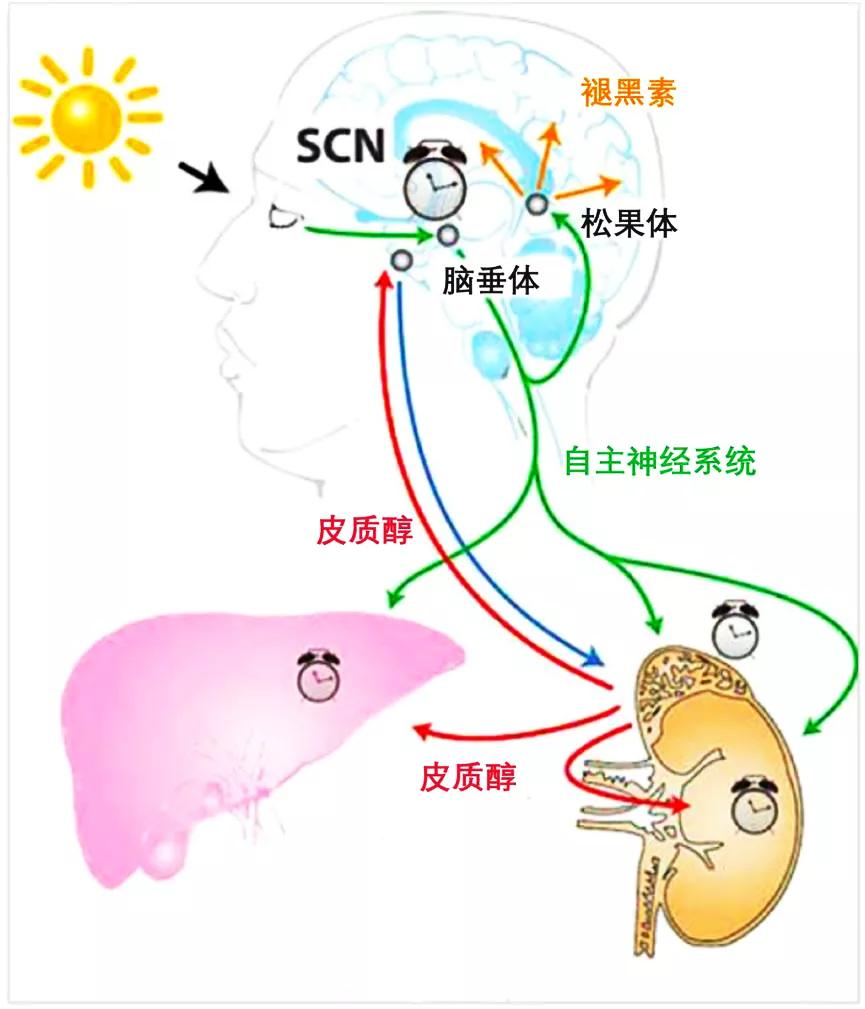 啥是腺体,什么是腺体功效