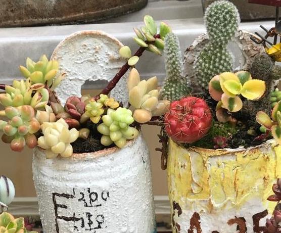 蚧壳虫最喜欢吃什么多肉,蚧壳虫不吃多肉的天敌