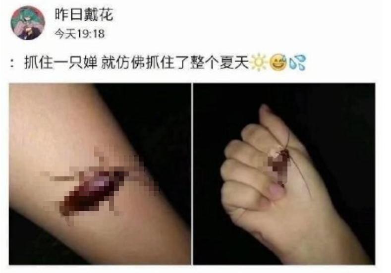 南方蟑螂和北方蟑螂对比恶搞,南方大蟑螂吓哭北方人