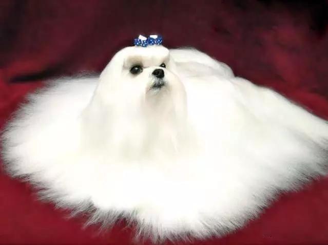 45种狗狗很难得一见你认识几种,45种最难得一见的狗