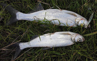 路亚翘嘴新手入门,路亚翘嘴新手入门教学