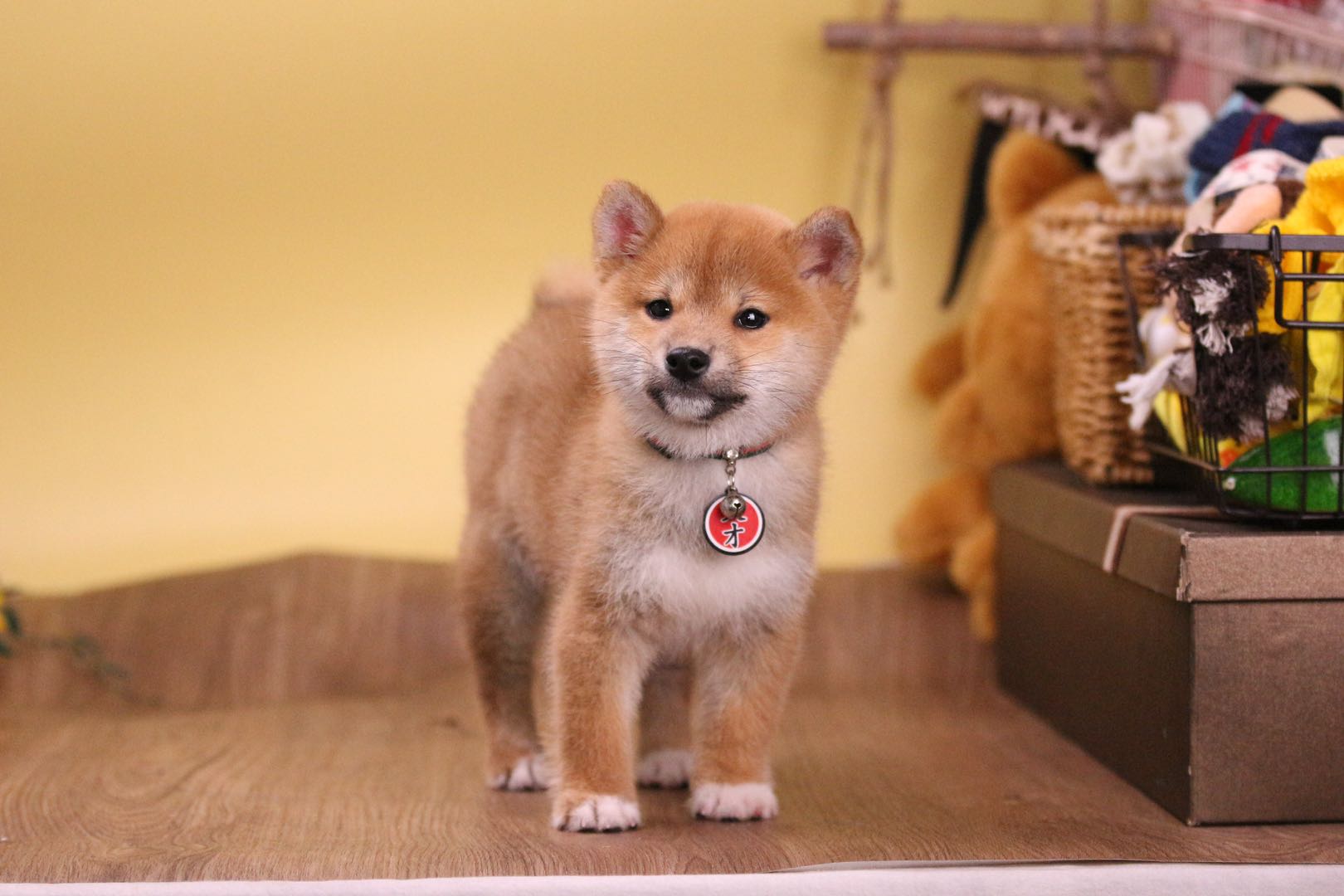最便宜的柴犬幼犬,哪里可买到又便宜又正宗的柴犬