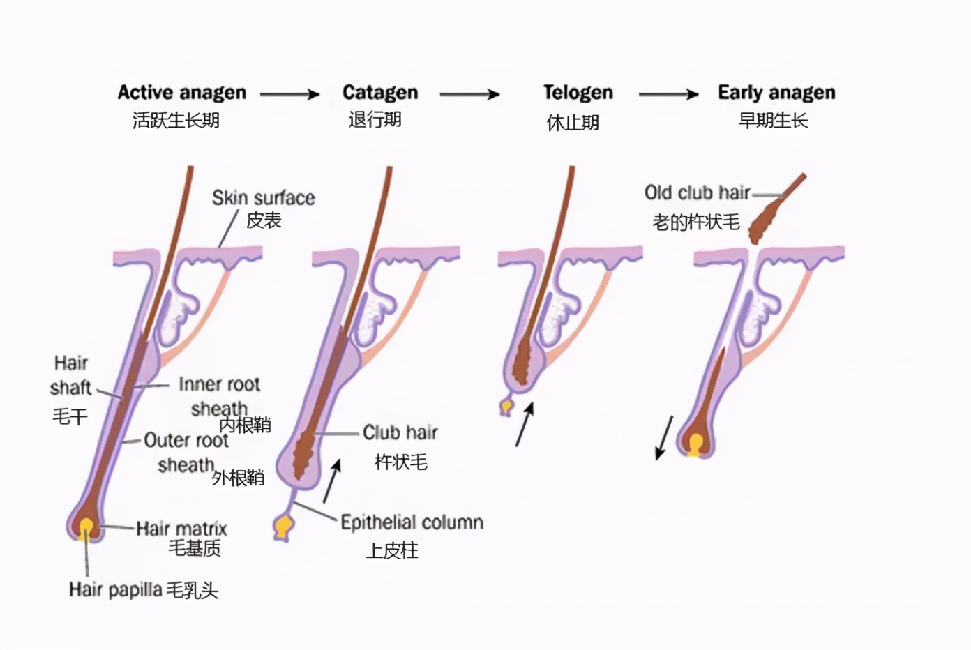 教你一招白发变黑发抖音视频,最简单又最有效的白发变黑发方法