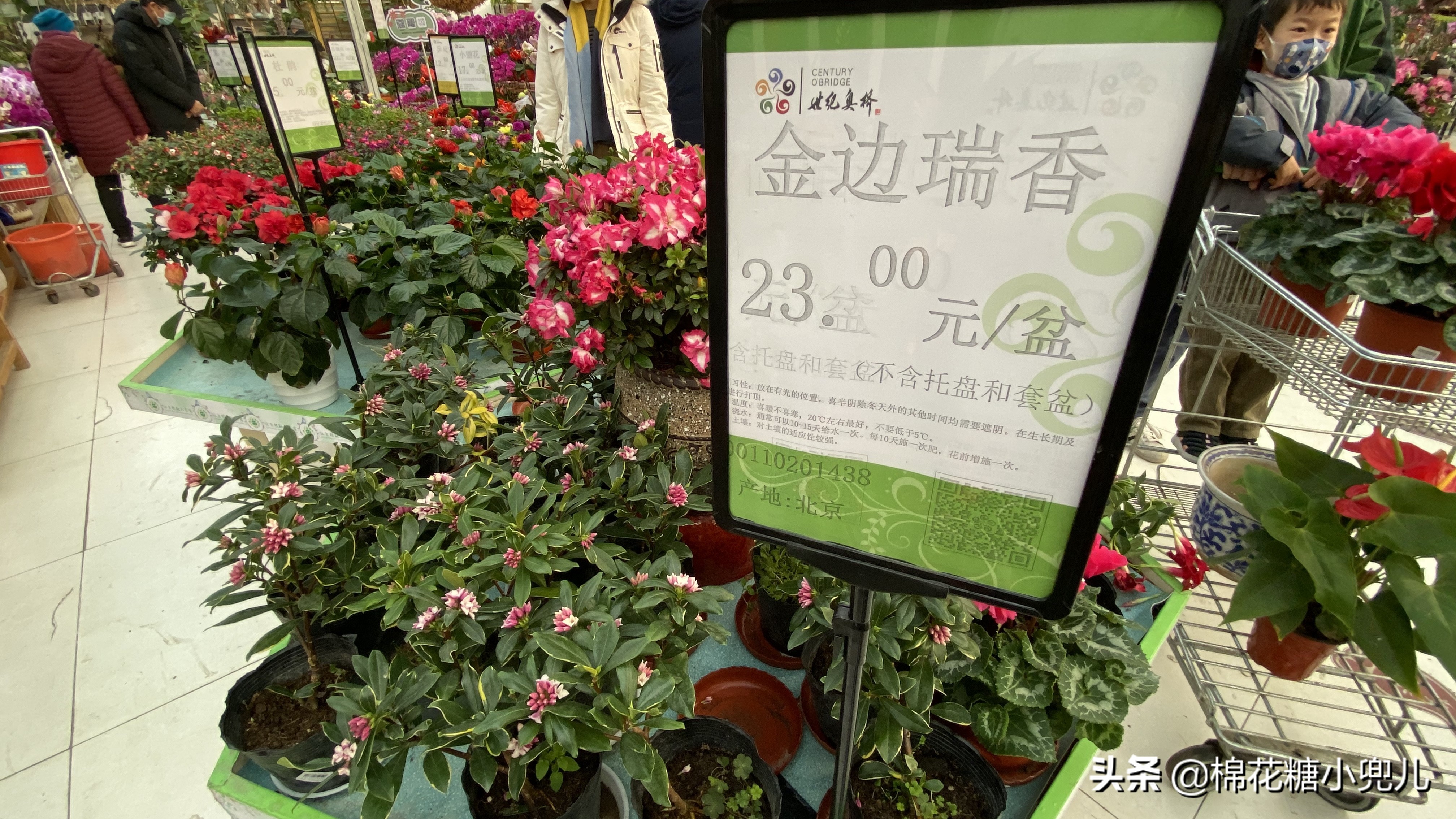 北京最大花卉绿植市场,北京最便宜绿植花卉市场