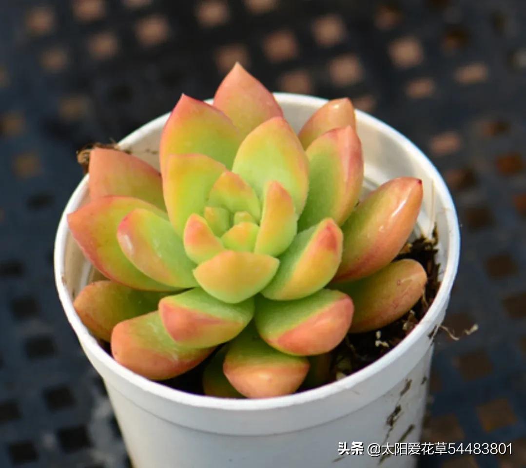 多肉黄丽怎么养又肥又大,黄丽多肉可以暴晒吗