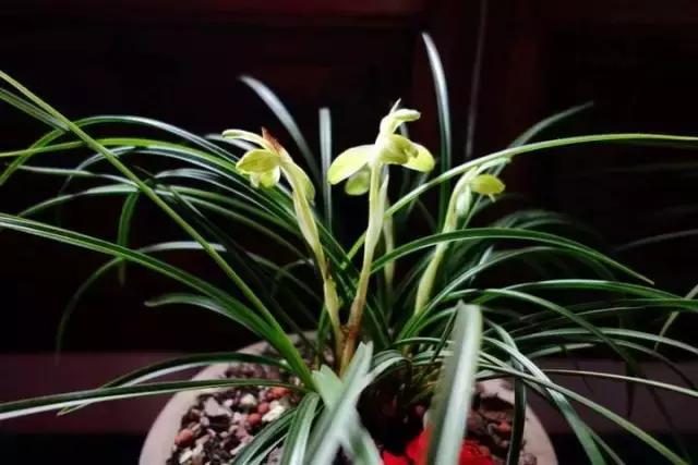 种植兰花叶片有虫怎么办,兰花生病防治小妙招