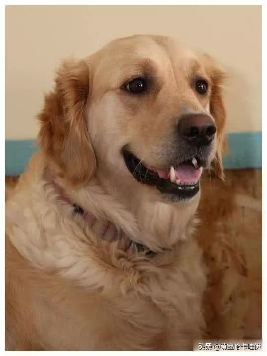 金毛生了个黑色小狗,金毛生一只崽