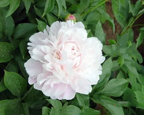 芍药杨妃出浴怎么样,芍药品种杨妃出浴独有的特征