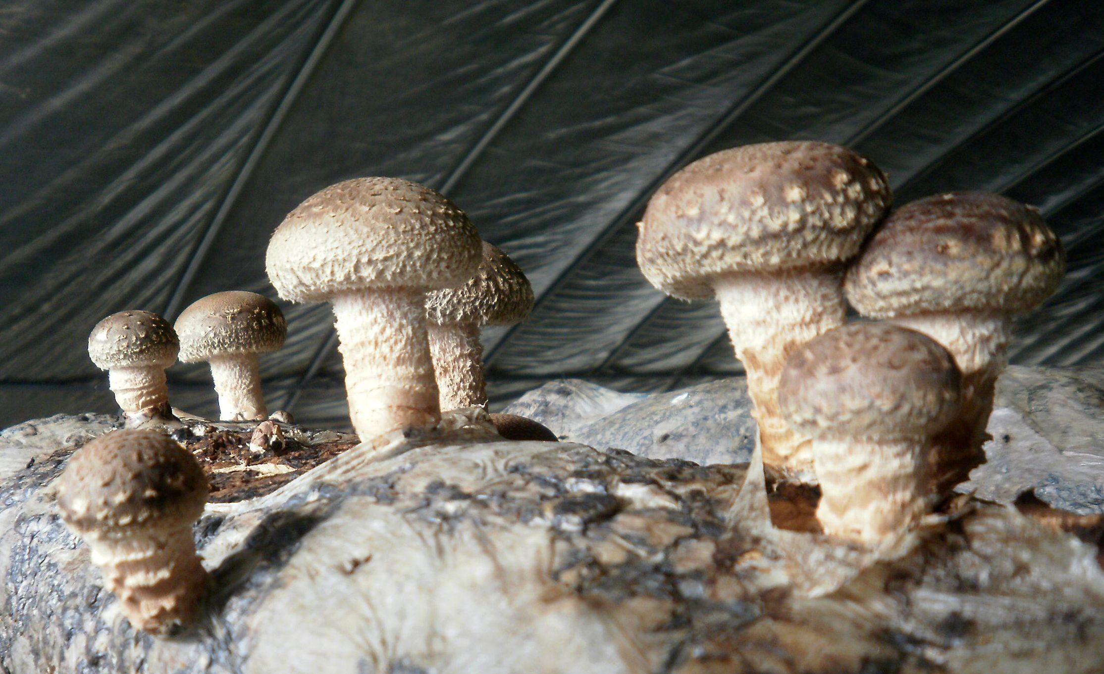 香菇菌棒养菌期被雨水泡了怎么办,香菇菌棒黄霉菌怎么处理