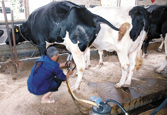 三聚氰胺害了多少人,三聚氰胺害死了多少人