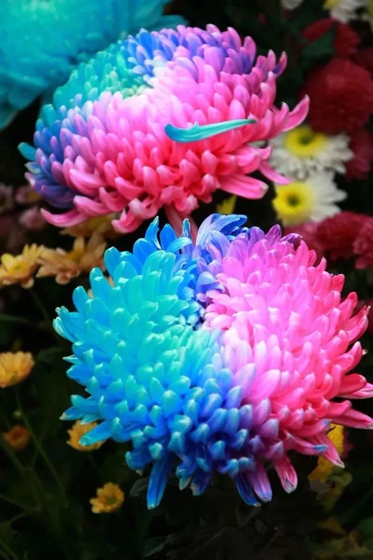 花中四君子菊花,花中四君子菊花的简介