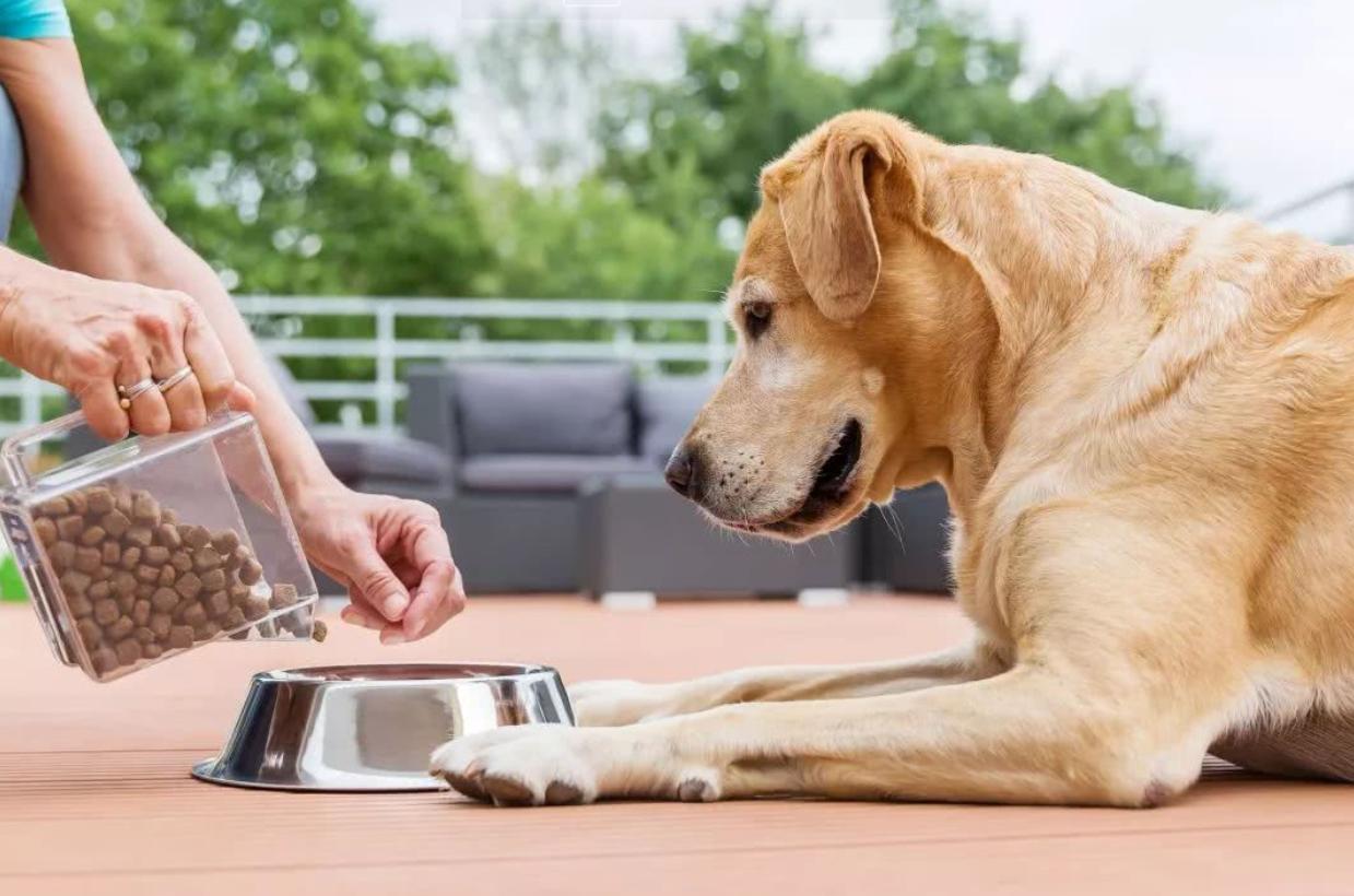 动物不用吃盐吗,宠物真的不能吃盐吗