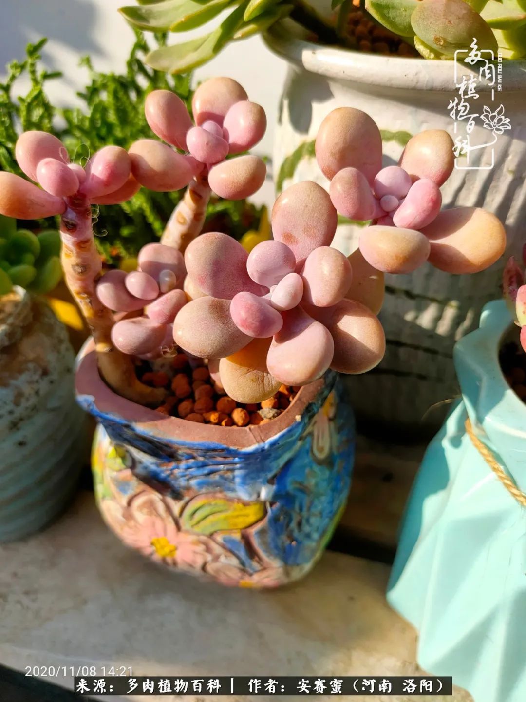 现在是多肉最美的季节,多肉最美的季节来啦