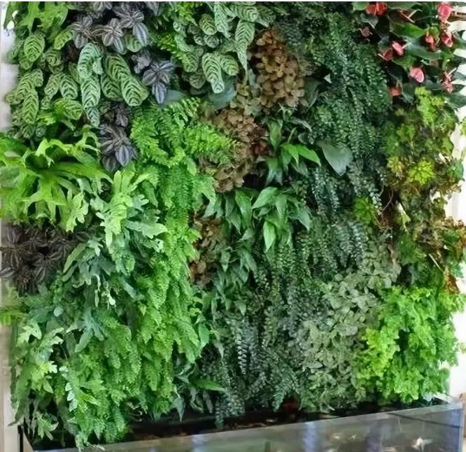 绿化屏风墙,庭院植物屏风隔断图片