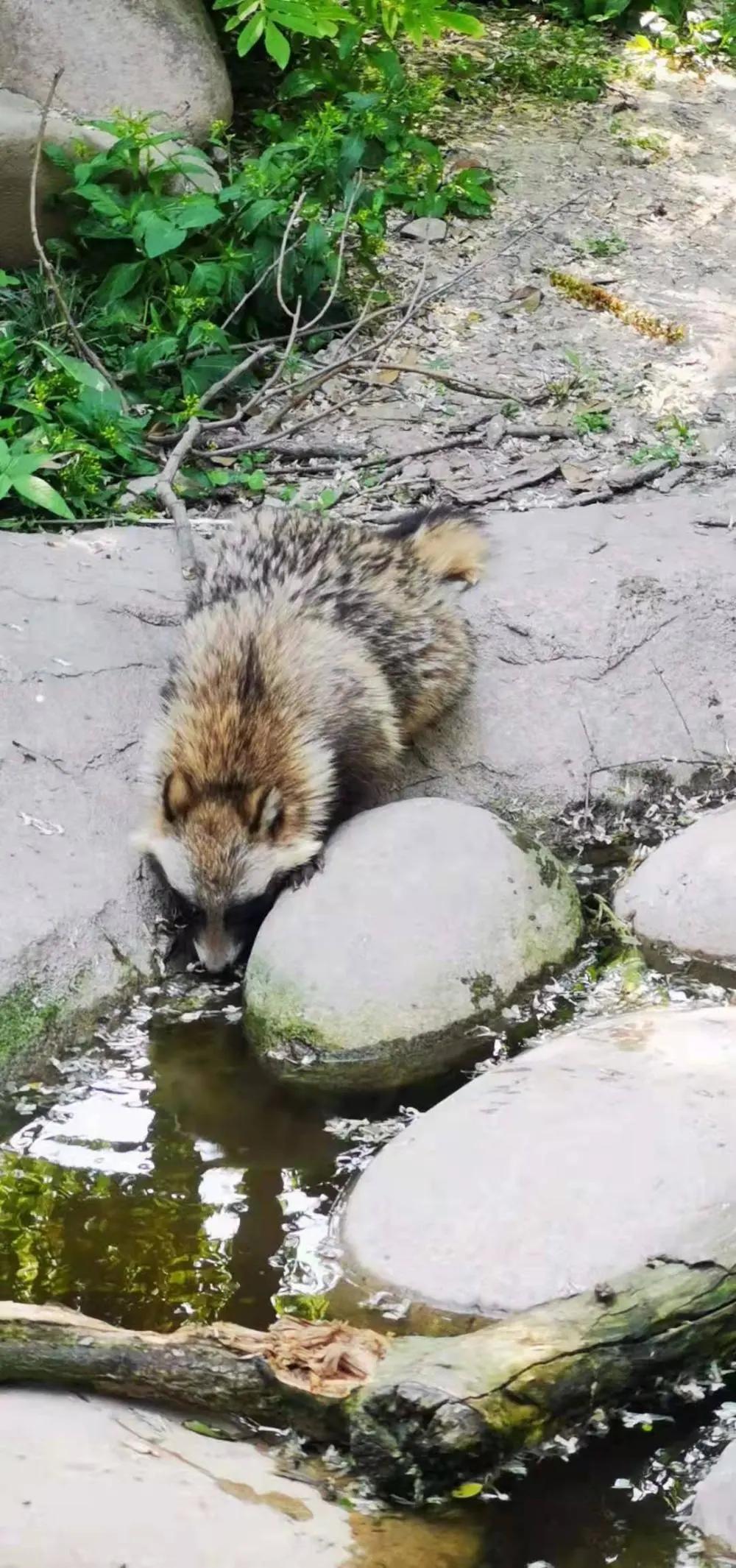 大象还没走,貉又来了!上海100多个小区出现,长得很像小浣熊?