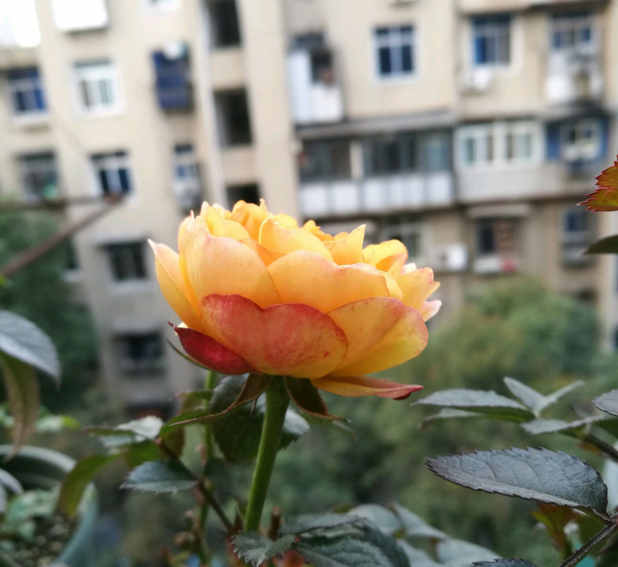 无根月季杆发芽了,为什么蔷薇嫁接的月季长势不旺