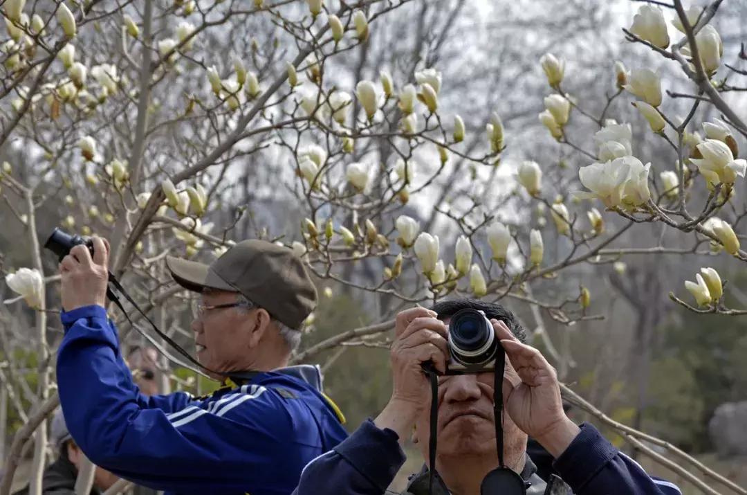 天津桃花堤赏花时间2021,天津桃花堤桃花什么时间开花