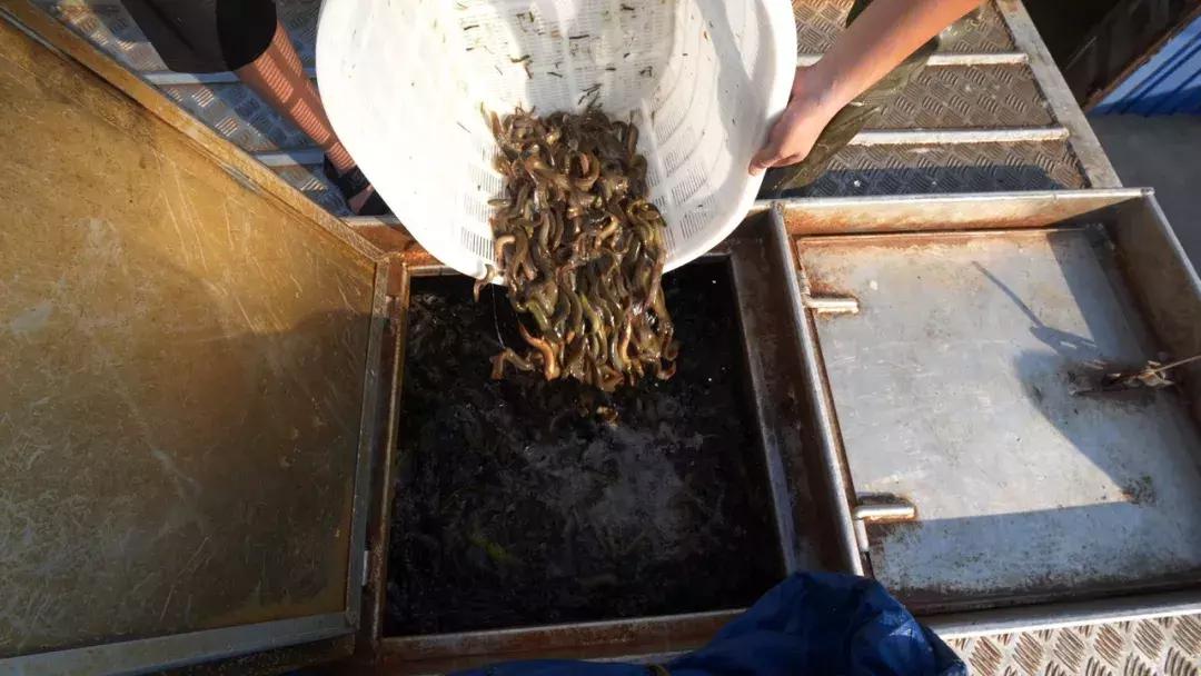 养泥鳅10万元赚40万,废旧坑塘养泥鳅一年能挣20万