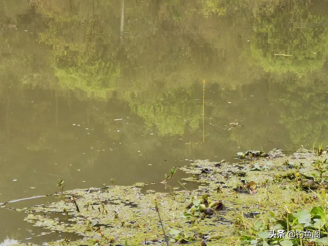 鱼不吃东西怎么办啊,夏季窝料打多了鱼不吃饵怎么办