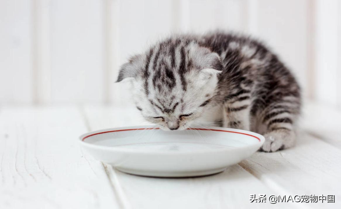 幼猫拉稀吃蒙脱石散怎么吃,幼猫拉稀怎么吃乳酸菌素片