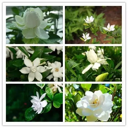 史上最全的花卉介绍，认识超过30种以上绝对是大神