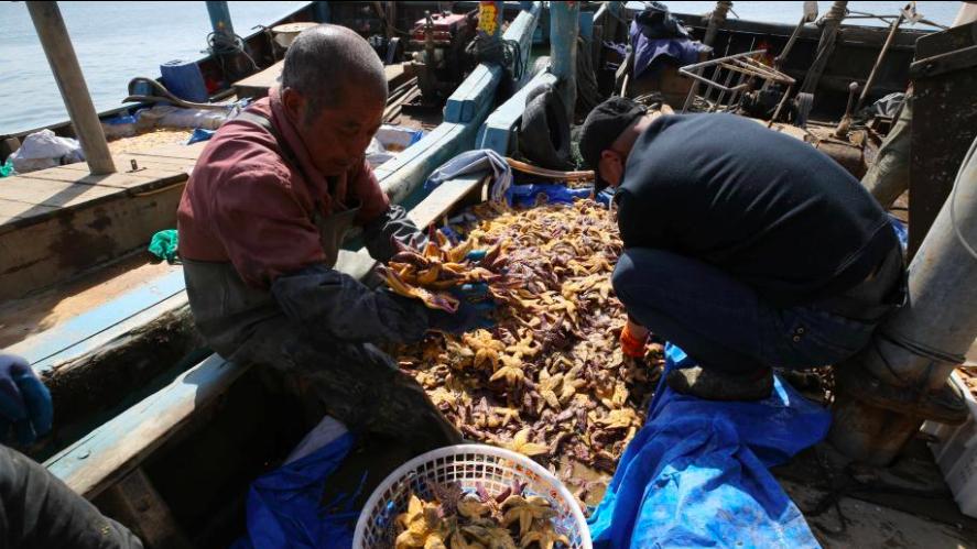 青岛海星泛滥成灾海星能吃吗,青岛入侵海星已供不应求