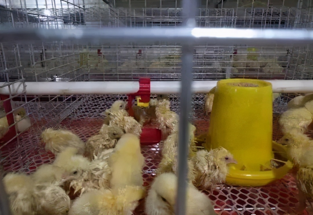 笼养肉鸡夏季管理,笼养肉鸡的管理