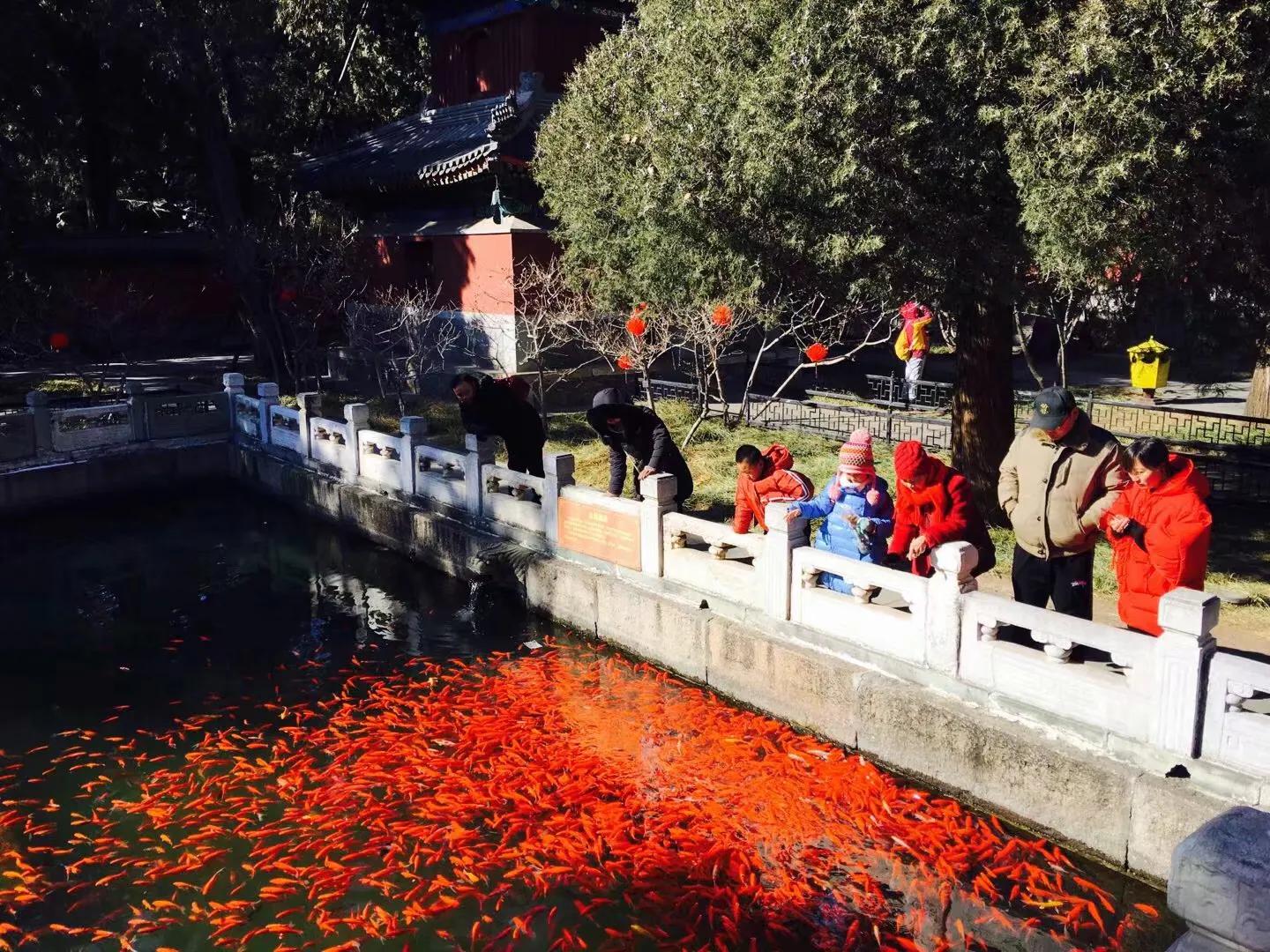 兰花最美的季节是冬季,北方冬季赏兰花