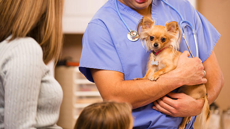 狗狗托运到家就生病死了,狗狗小时候冷了容易生病么