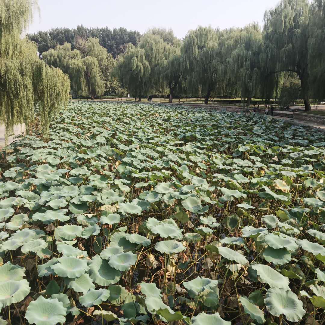 乡情散文久违的故乡,乡土乡情乡愁散文欣赏