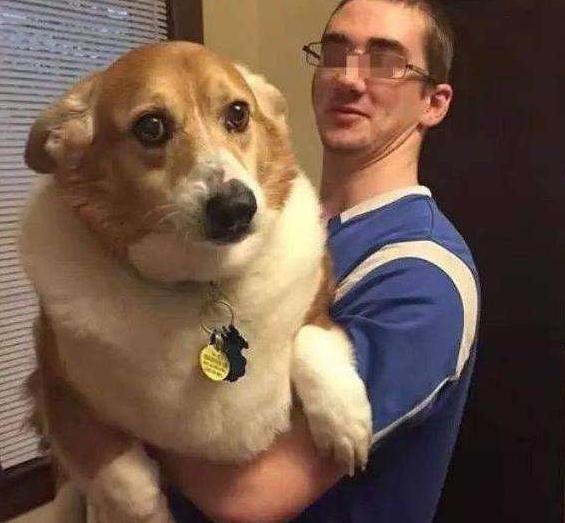 比格犬和柯基犬优缺点,威尔士柯基犬优缺点